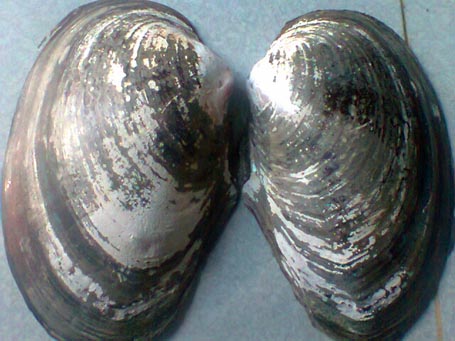 Vỏ con trai lớn bắt được tại cầu ao