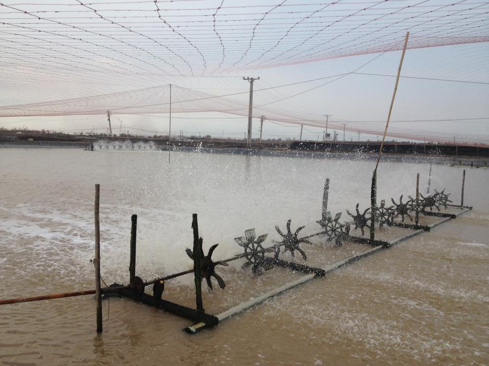 trại tôm thái lan