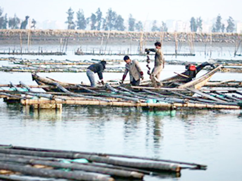 Trung Quốc đóng cửa 30 trang trại nuôi thủy sản phạm pháp