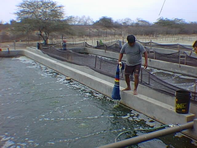 trại tôm peru