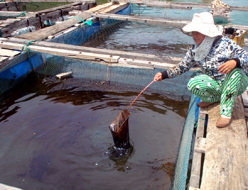 Thả dây phao vây dầu để chống tràn dầu