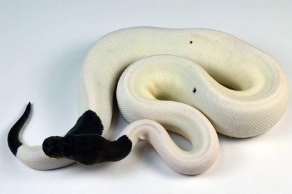 Con trăn hoàng đế có màu sắc rất độc đáo đang được rao bán với giá lên tới 16.000 đô la Mỹ.