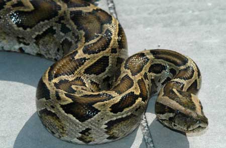 trăn miến điện