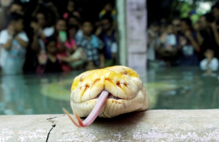 Theo lịch âm của một số nước phương Đông, năm con rắn bắt đầu từ ngày 10/2 dương lịch, và một số vườn thú trên thế giới nhân dịp này mở cửa vườn thú miễn phí để chào đón khách.