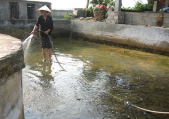 trang trại cá lóc