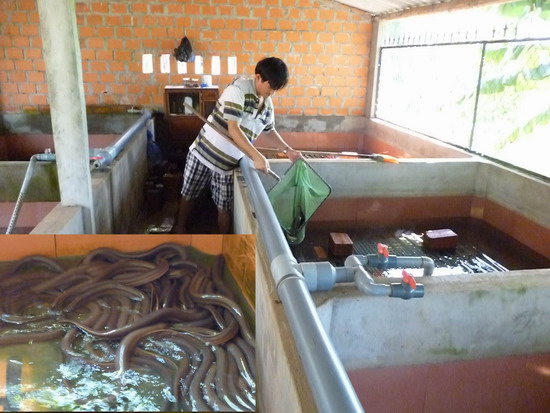 trang trại nuôi lươn