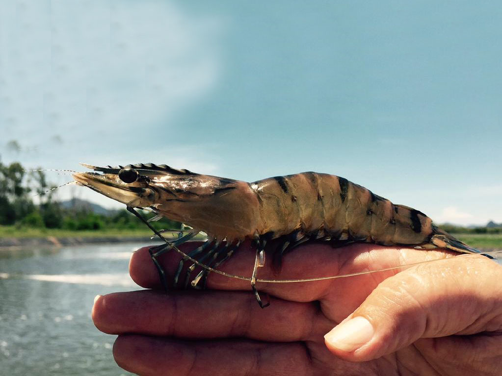 Australia xây dựng trang trại nuôi tôm lớn nhất thế giới