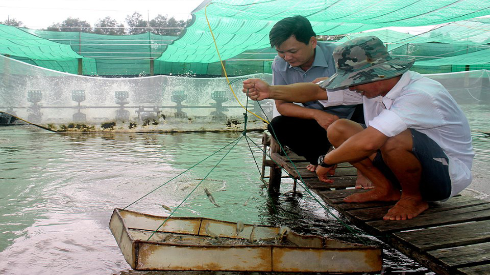 Triển vọng mô hình nuôi tôm siêu thâm canh