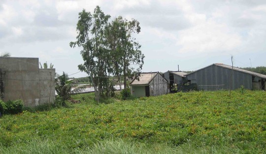 trồng dây thuốc cá