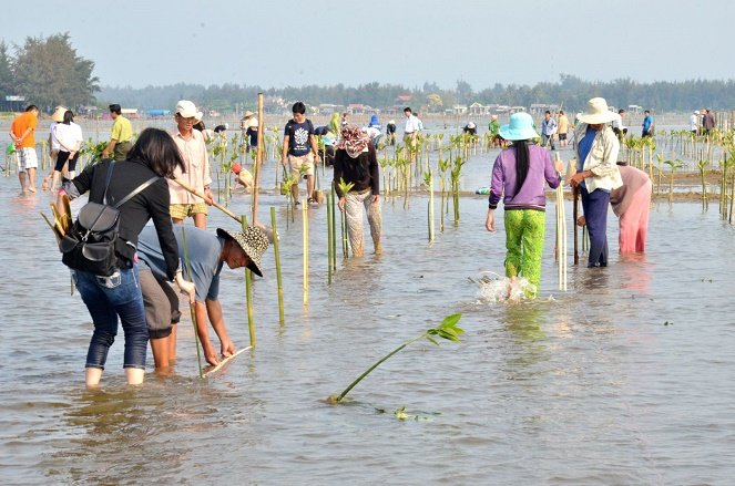 trồng rừng chắn sóng