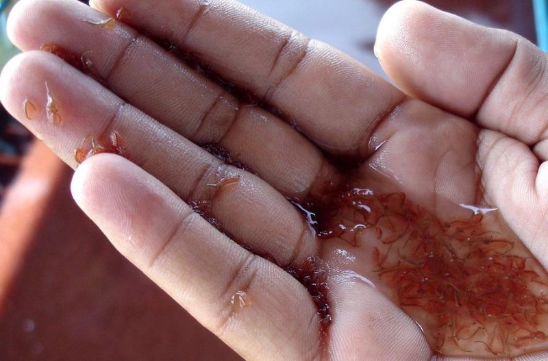 Artemia là thức ăn quan trọng cho tôm giống