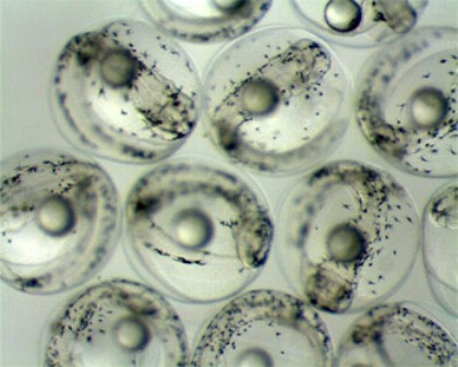 trứng cá ngừ vây xanh