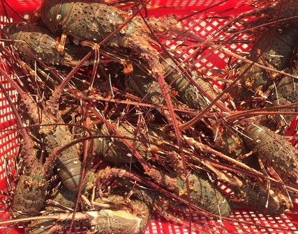 trúng mùa tôm hùm