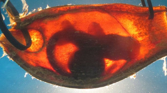 Trong thời gian 5 tháng sinh trưởng bên trong túi trứng, phôi thai của cá mập tre vằn đã có khả năng phát hiện trường điện của kẻ&nbsp;&nbsp;thù và đối phó bằng cách bất động hoàn toàn. (Ảnh: Live Sicence)