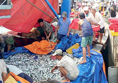 Cảng cá Thuận An đầy ắp cá nục gai (Ảnh: theo SGGP)