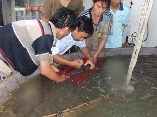 Cần hướng tới nuôi cá tra theo GAP