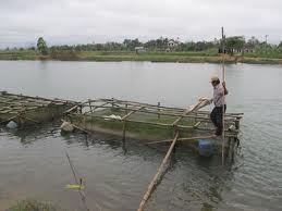 TT-Huế: Phất lên nhờ nuôi cá lồng trên sông Bồ