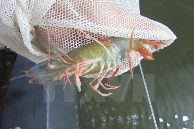 tôm thẻ chân trắng