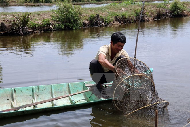 tôm quảng canh