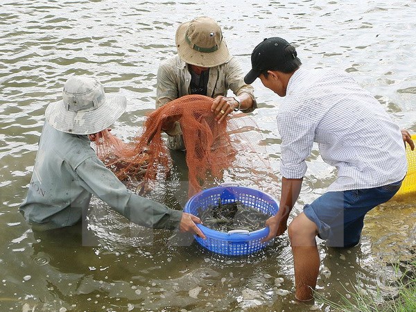 thu hoạch tôm thẻ chân trắng