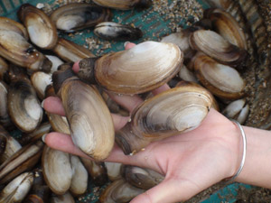 Xác xơ vùng nuôi tu hài ở Vân Đồn.