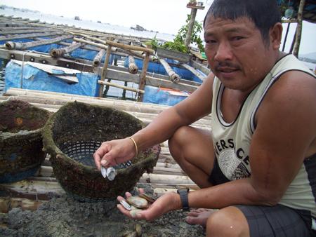 Ông Thắng cho xem rổ nuôi tu hài chỉ còn vài con