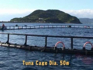 Cá ngừ vây xanh con được nuôi từ trứng trong lồng có thể sống được khi thả ra biển