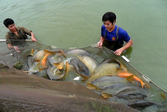 tuyển chọn cá bố mẹ