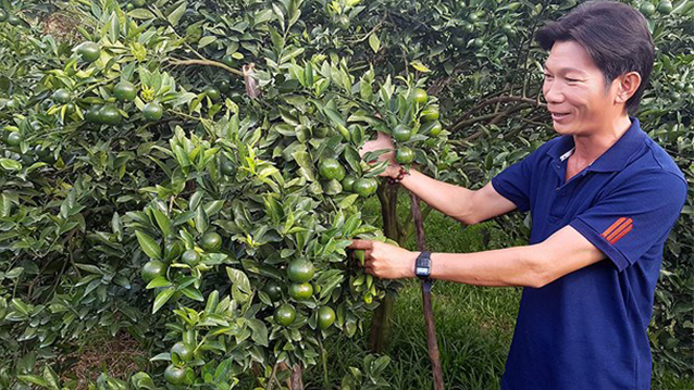 Lạ mà hay: Trồng quýt bằng nước cốt cá tươi, 1 năm thu 6 tỷ