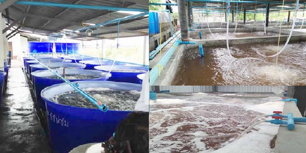 vai trò ươm tôm trong nuôi trồng thủy sản