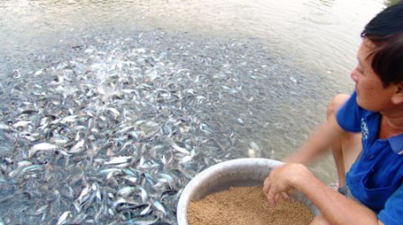 ương cá tra giống