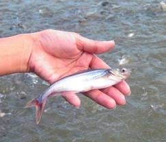 ương cá tra an toàn sinh học