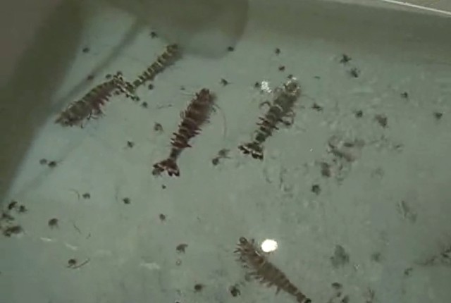 ương dưỡng tôm sú