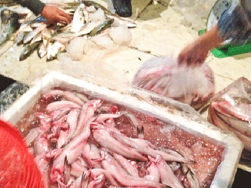 Cá khoai ngâm vào trong nước có pha Urê.