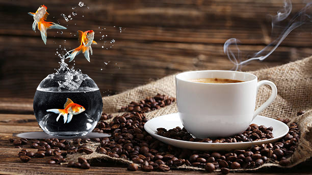 Bột cá phê giúp cá giảm khả năng hấp thụ kim loại nặng