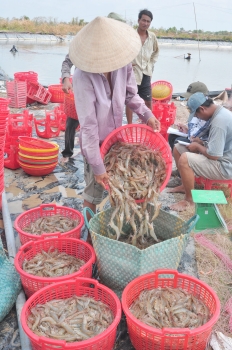 ao lắng nuôi tôm