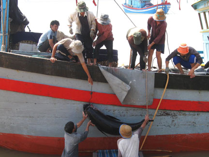 vận chuyển cá ngừ đại dương