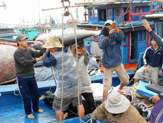 vận chuyển cá ngừ đại dương