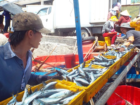 vận chuyển cá nục