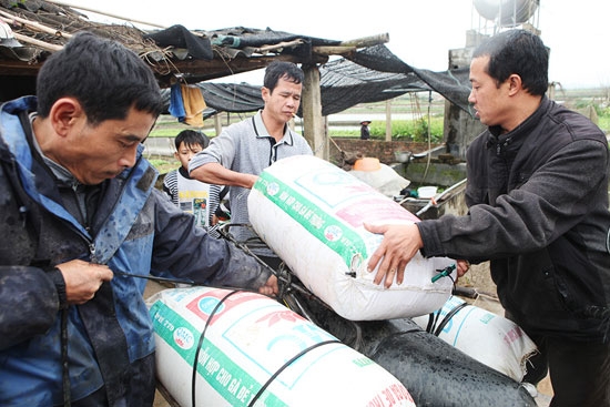 Vận chuyển cá