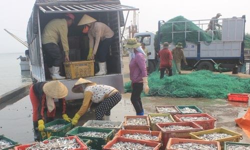 vận chuyển cá trích