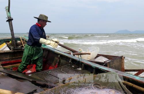 vận chuyển sứa