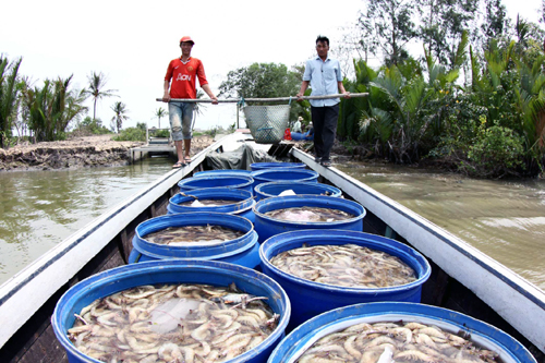 Vận chuyển tôm