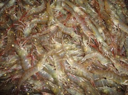 tôm thẻ chân trắng