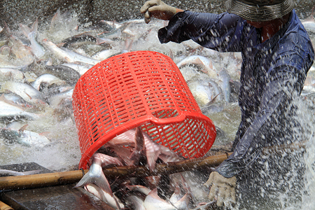 Người nuôi thủy sản vẫn khó tiếp cận vốn vay.