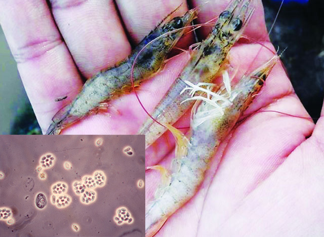 Tác hại của vi bào tử Thelohania sp. đối với tôm thẻ chân trắng