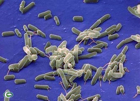 Từ những hiểu biết về Trái đất và hệ Mặt trời, các nhà khoa học Anh tính toán được thời gian biểu cho từng giai đoạn của sự sống trên hành tinh chúng ta.