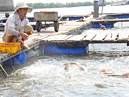 Vì sao nông dân e ngại đi theo VietGAP?