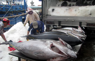 cá ngừ xuất khẩu