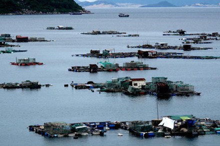 Vịnh tôm Vũng Rô